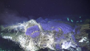 Purple microeukaryotic colonial mats at the Castle hydrothermal vent, filmed by ROV Jason during a 2023 research cruise to the Axial Seamount, led by WHOI microbiologist Julie Huber. 