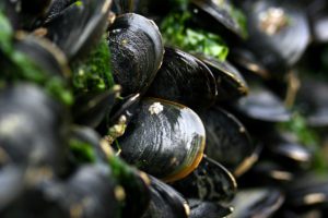 Mussels