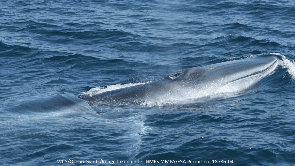 Fin Whale