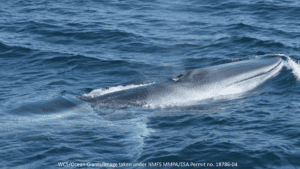 Fin Whale