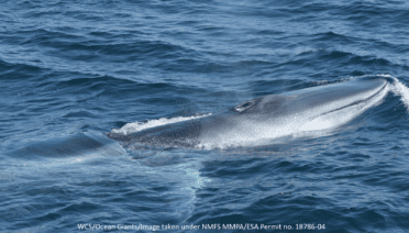 Fin Whale