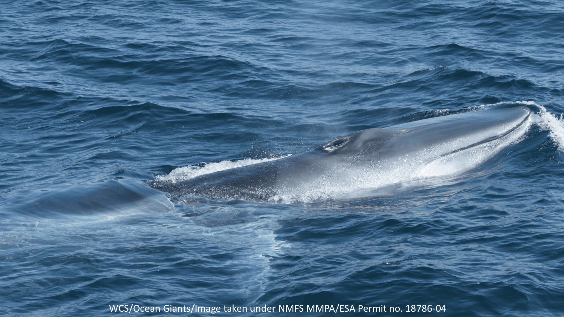 Fin Whale