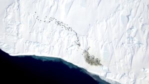 Aerial Imagery of Penguins
