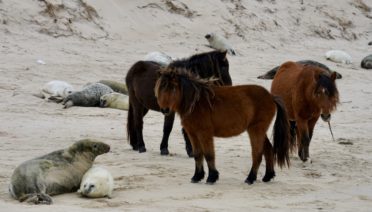 Wild horses and seals co-mingle on Sable Island, Nova Scotia. (Photo by Michelle Shero, taken under permits DFO 23-28A and NMFS 25794
© Woods Hole Oceanographic Institution)
