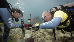 Coral Larvae