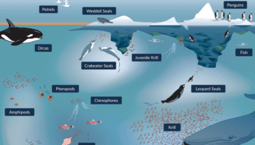 Antarctic ecosystem