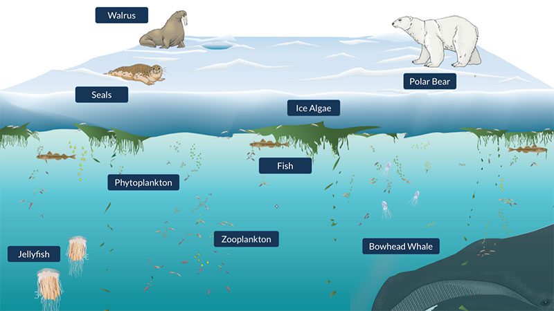 arctic ecosystem