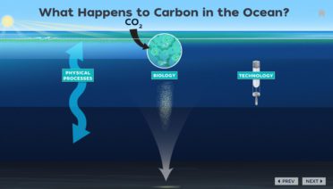 Ocean and Carbon