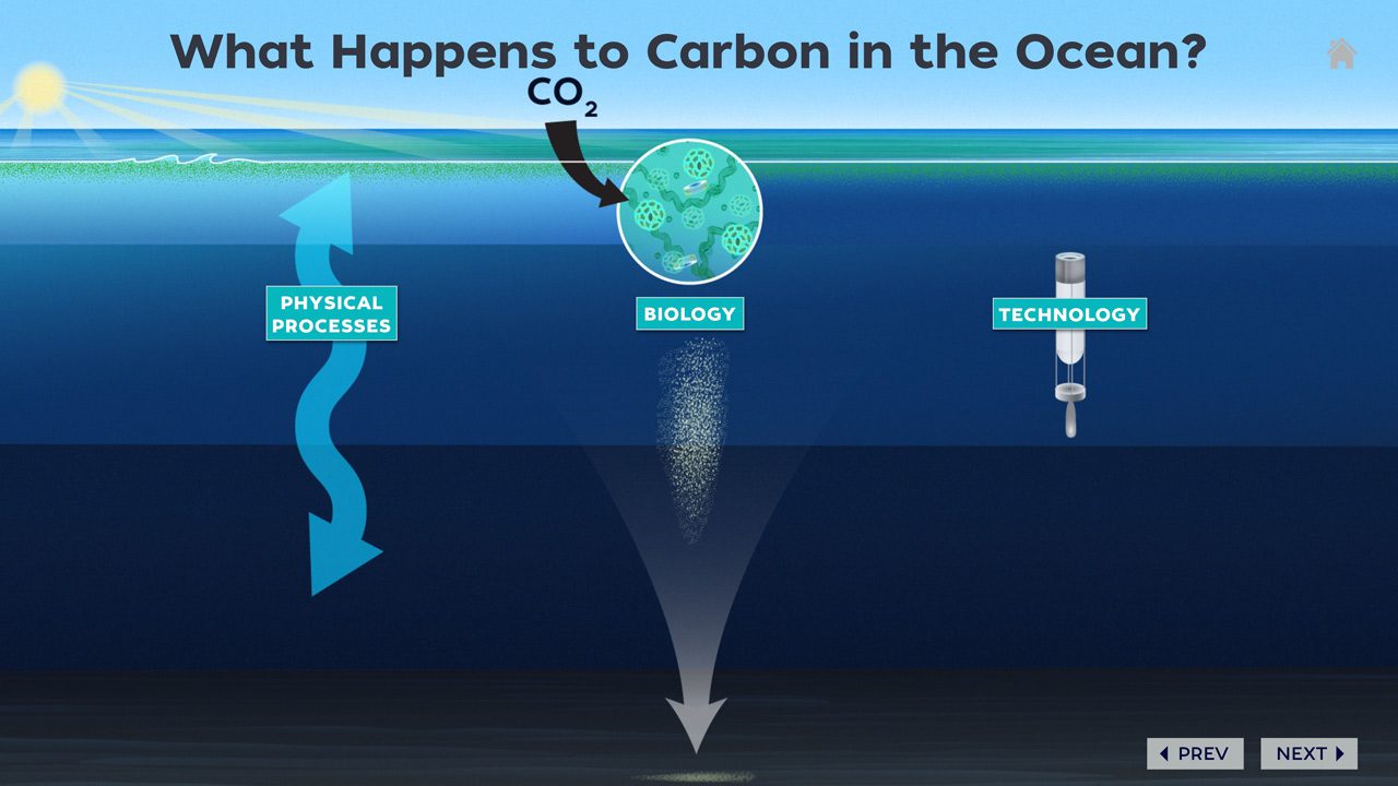 Ocean and Carbon