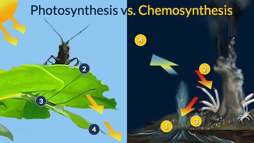 Photosynthesis Chemosynthesis