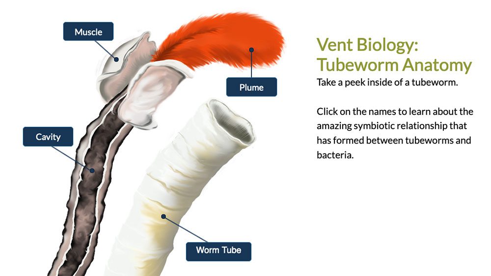 tubeworm anatomy