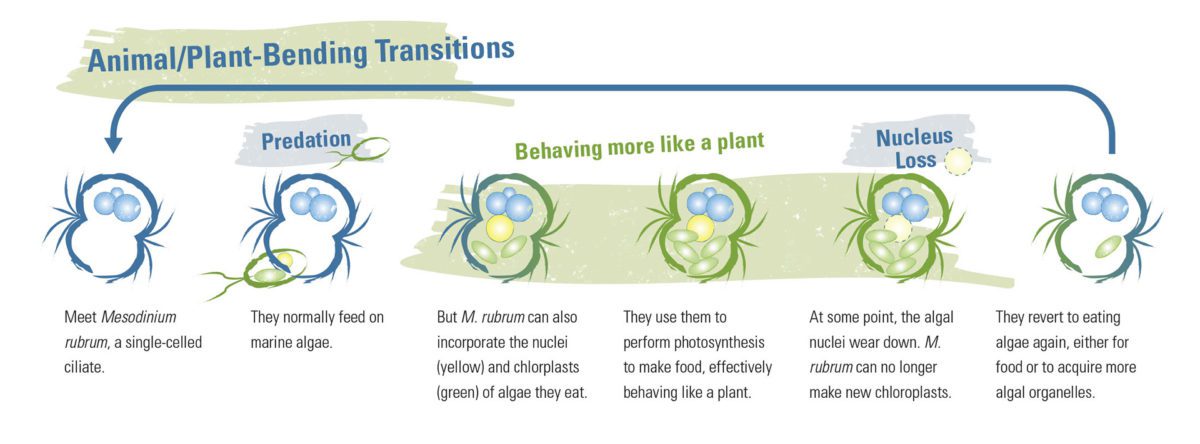 Mesodinium rubrum Animal/Plant-Bending Transitions