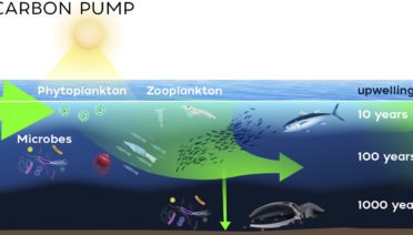 Biological Carbon Pump