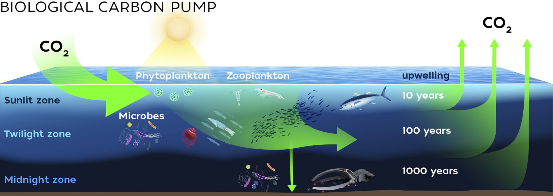 Biological Carbon Pump