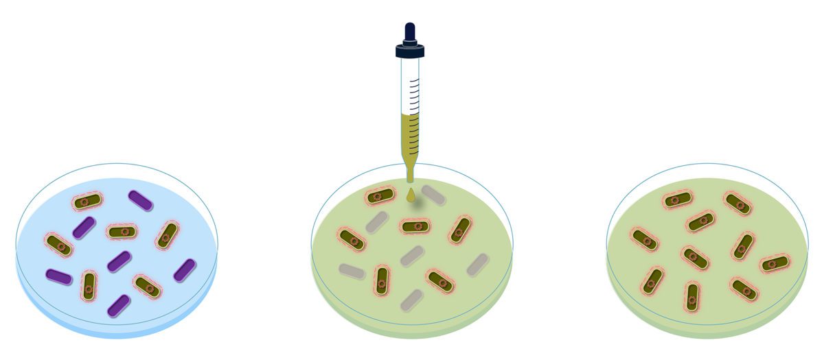 Growing bacteria in petri dishes applied with antibiotics