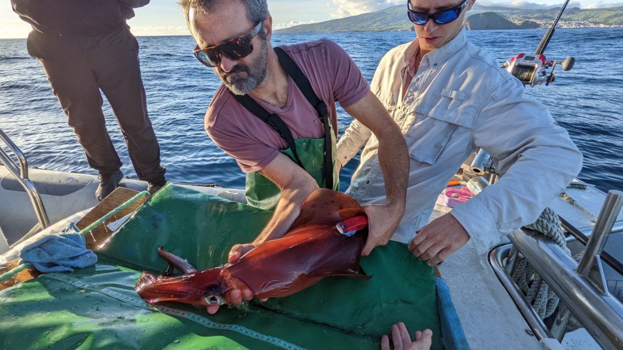 A new tagging method for fragile marine species – Woods Hole ...