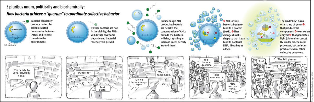 Quorum sensing