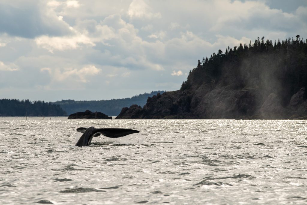 Whale Tail