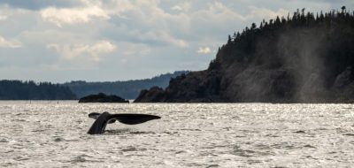 Whale Tail