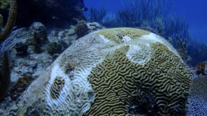 Stony Coral Tissue Disease