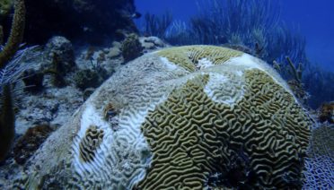 Stony Coral Tissue Disease