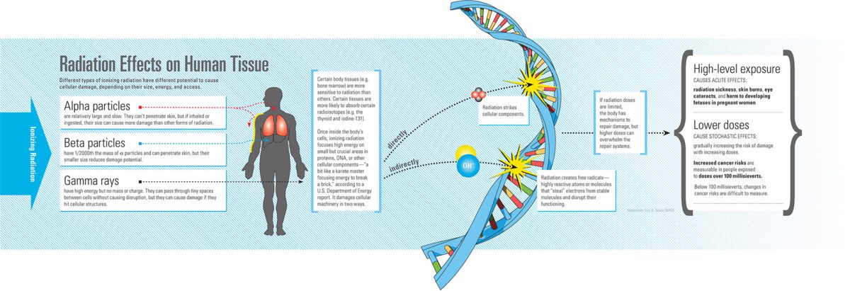 radiation effects on human tissue