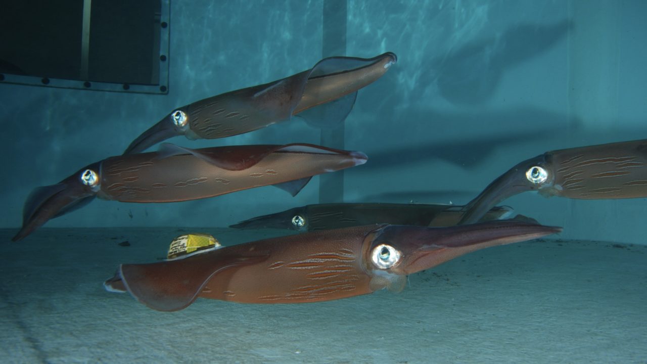 A new tagging method for fragile marine species – Woods Hole ...