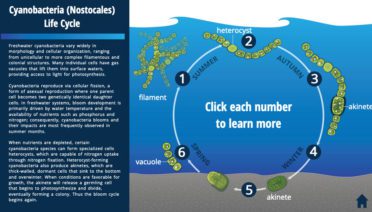 cyanobacteria