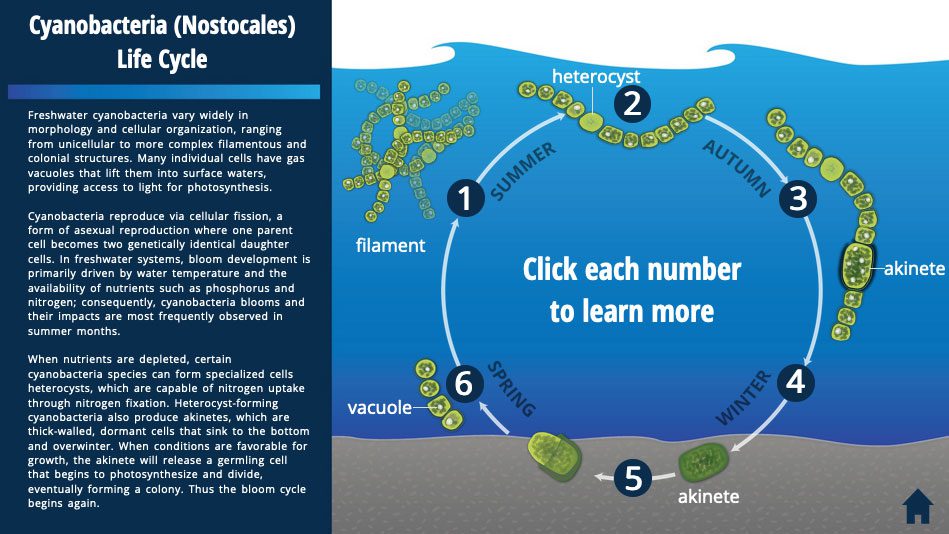 cyanobacteria