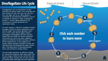 Dinoflagellate Life Cycle