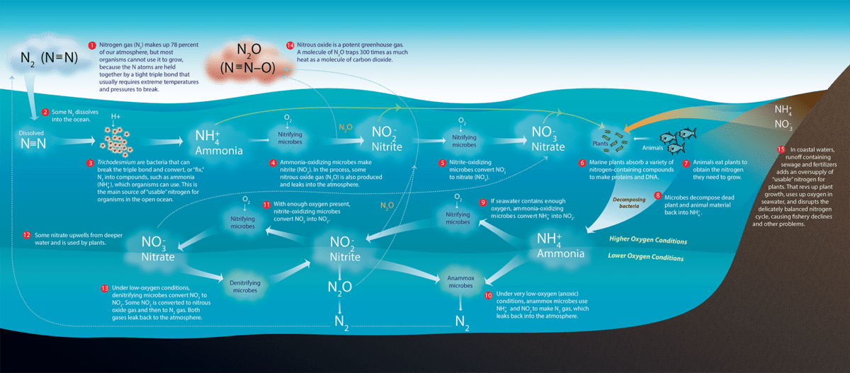 nitrogen cycle