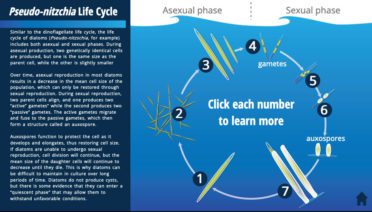 pseudo nitzchia life cycle