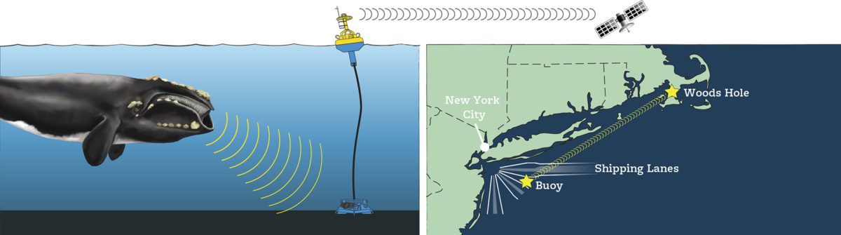 How a DMON buoy operates to detect and transmit right whale location info