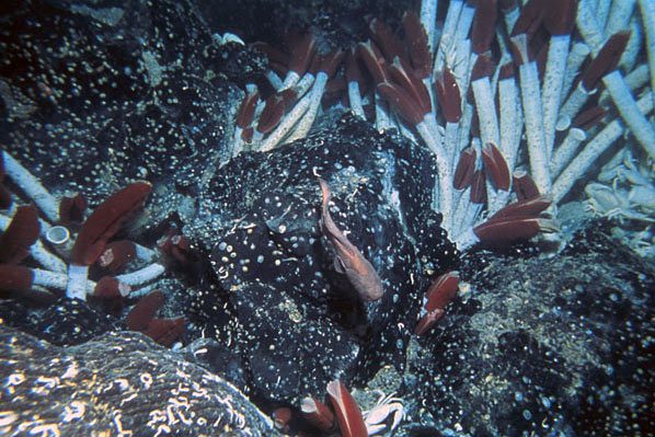 tube worms