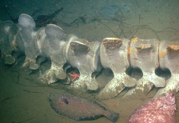 whale bones on seafloor