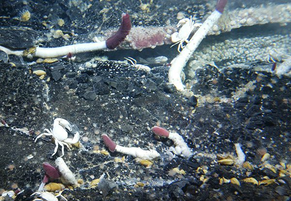 Galapagos Rift