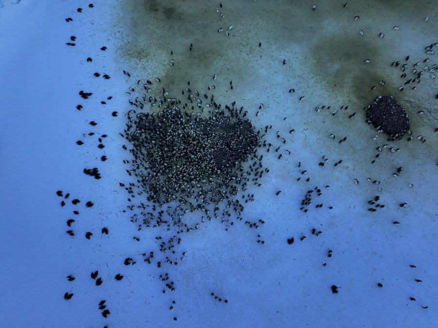 Researchers improve satellite surveillance of emperor penguins – Woods