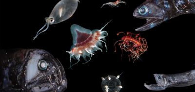 Twilight Zone Creatures