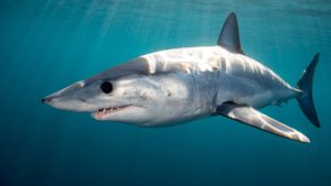 Mako Shark