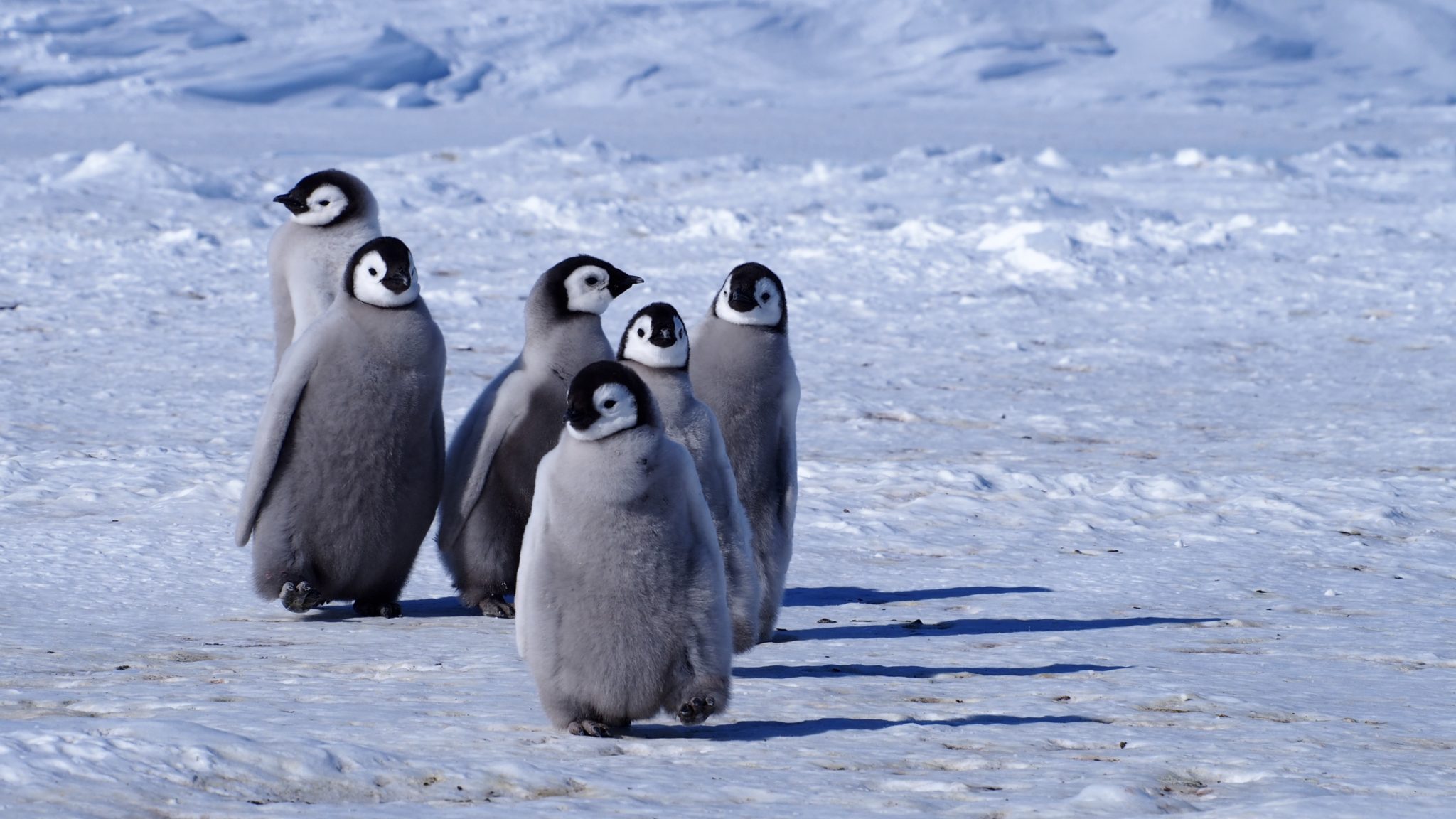 Researchers improve satellite surveillance of emperor penguins