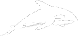 whale