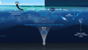 Biological Carbon Pump