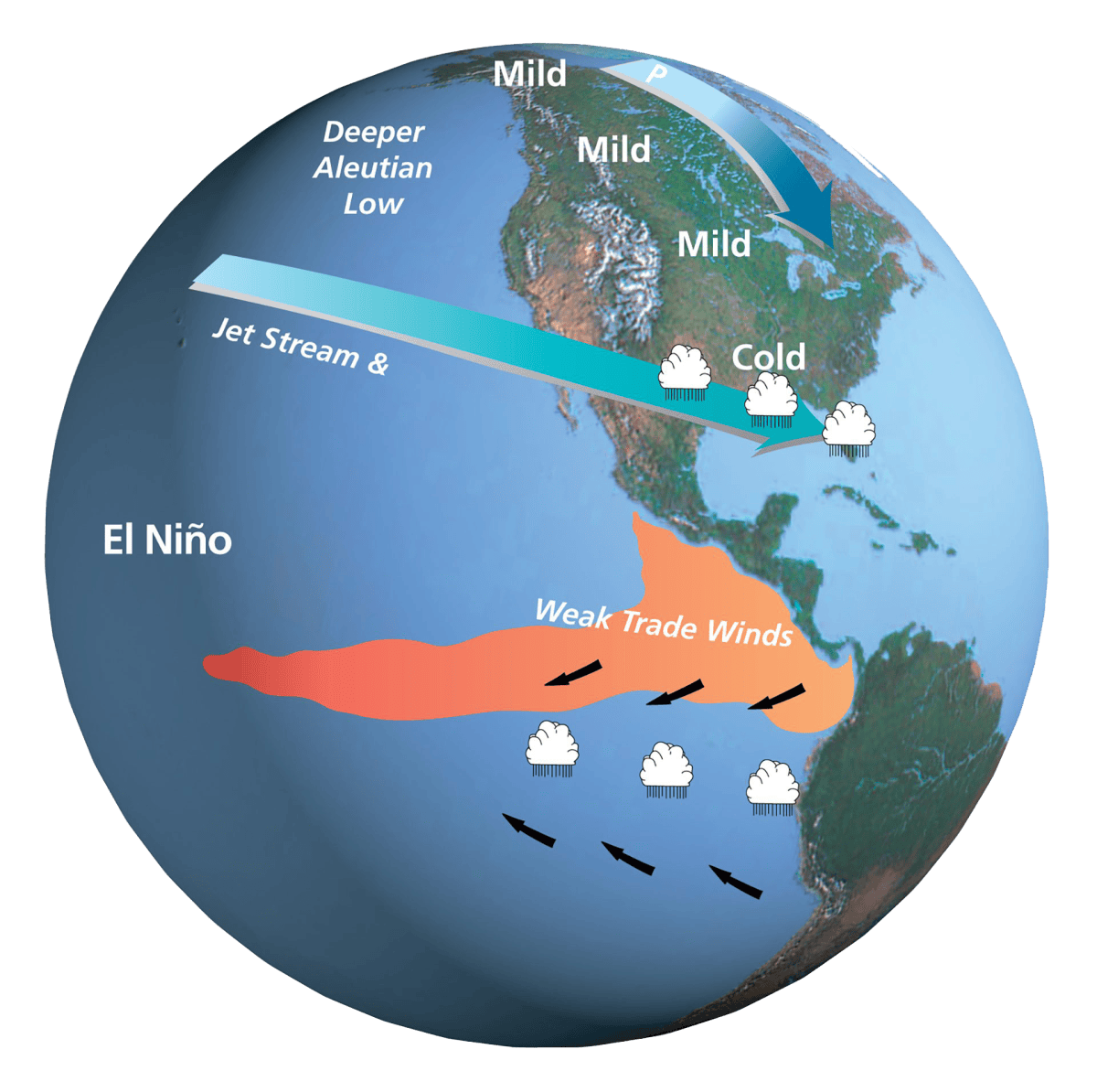 During El Niño, weakened trade winds allow warm surface waters to spread east across the tropical Pacific. These changes alter the jet stream, shifting rainfall and temperatures across North America and influencing weather around the globe.
