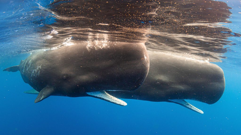 whale