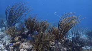 USVI Reef