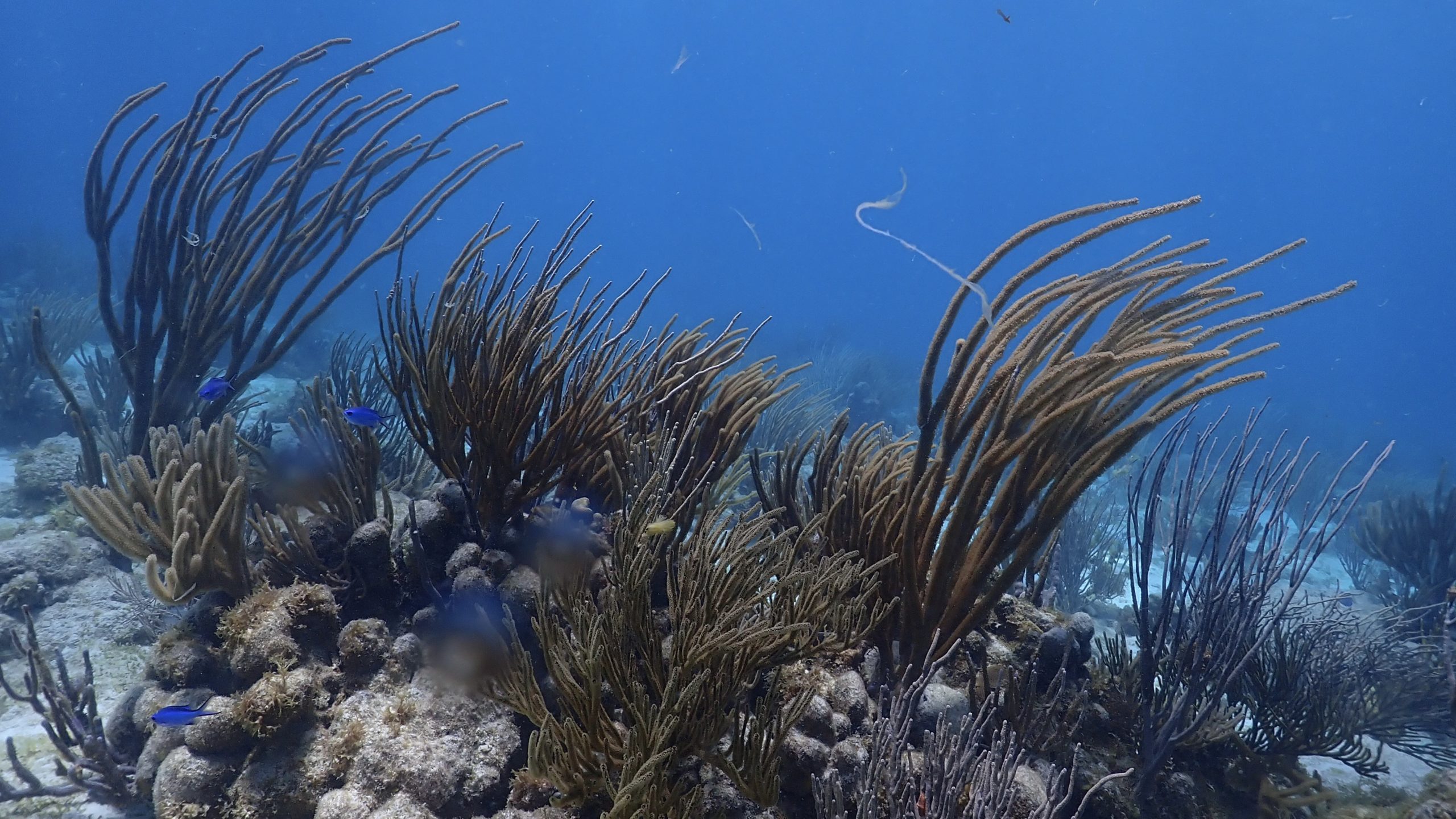USVI Reef