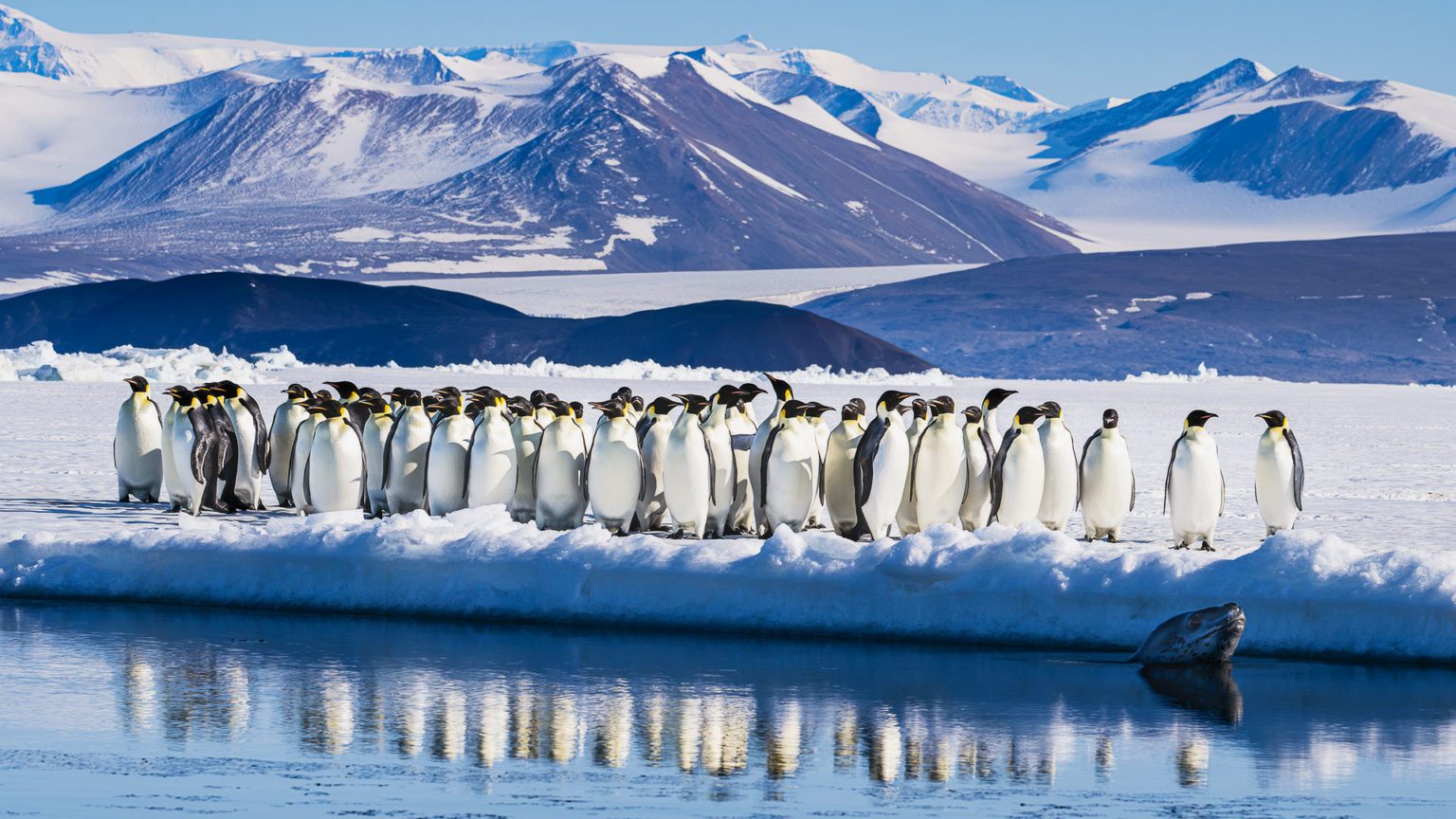 Scientists Work To Protect Emperor Penguins In A Melting World