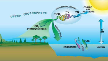 carbon cycle