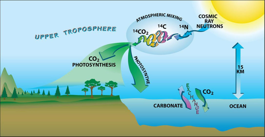 carbon cycle