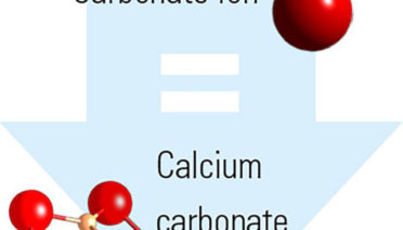 formation of calcium carbonate skeleton